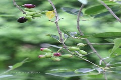 Syzygium cumini